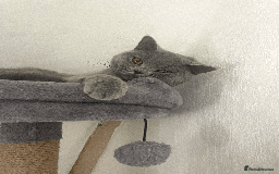 British Shorthair cats for sale: 🏆Grand Champion Sired GCCF BritishShorthair 1left - Image 28