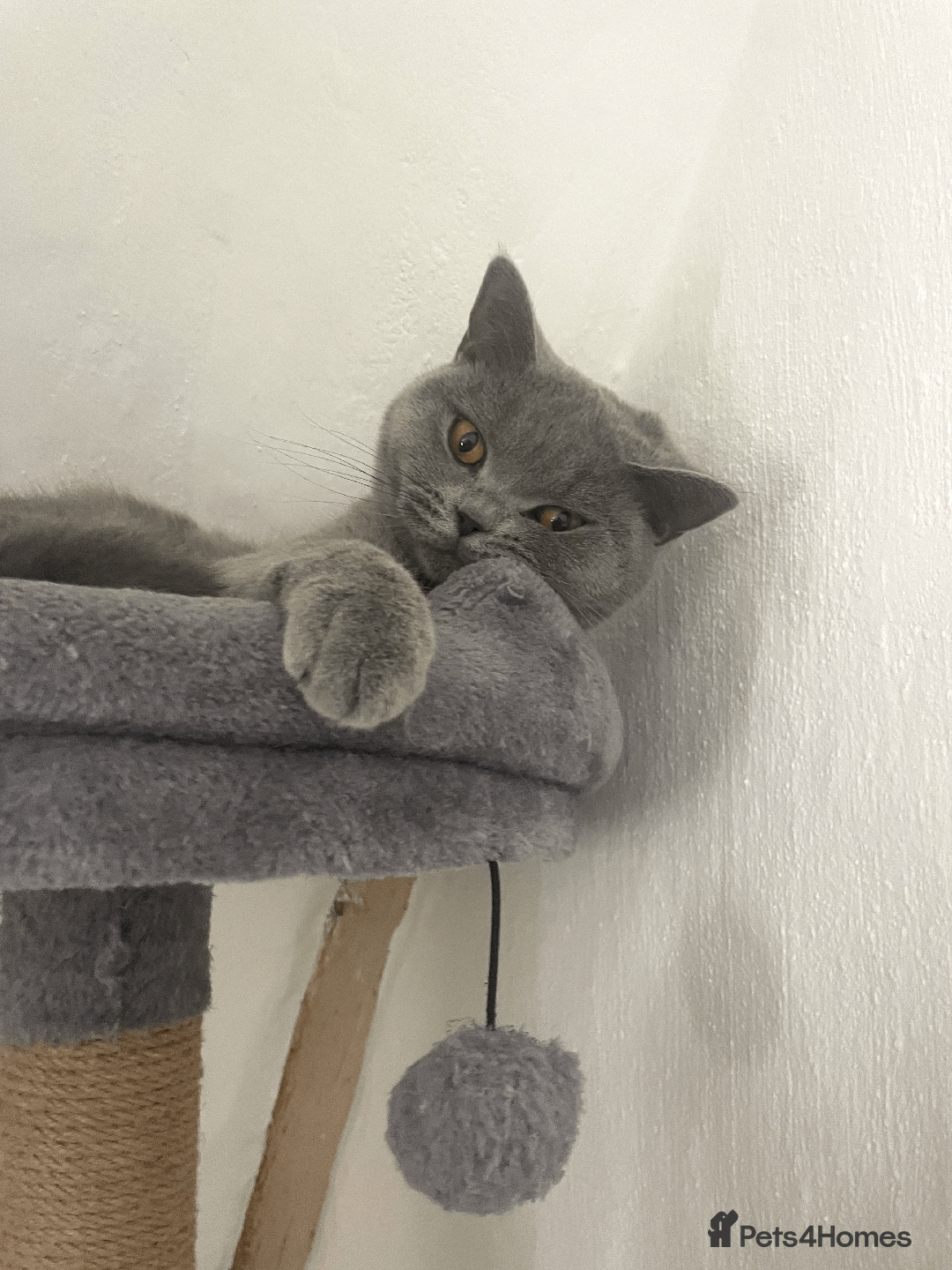 British Shorthair cats for sale: 🏆Grand Champion Sired GCCF BritishShorthair 1left - Image 28