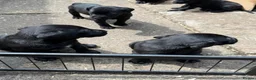 Labrador Retriever dogs for sale: Black Labrador pups boys and girls - Advert 23