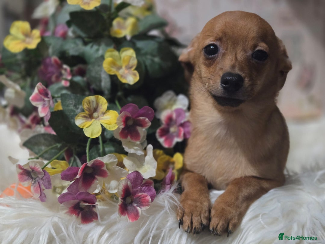 Mixed Breed dogs for sale: Pomweenies 💕💕 - Advert 7