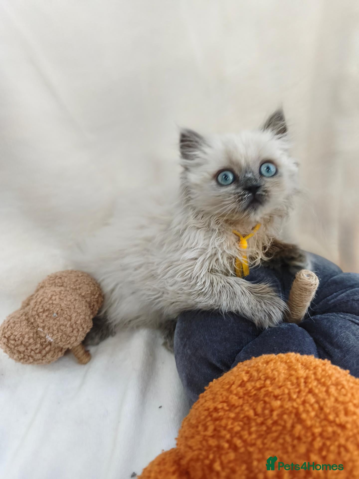 British Shorthair cats GCCF British shorthair, British longhair.  - Advert 2