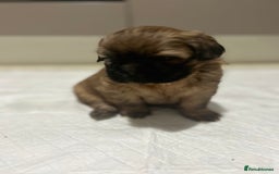 Shih Tzu dogs for sale: Lovely little boy  - Image 1