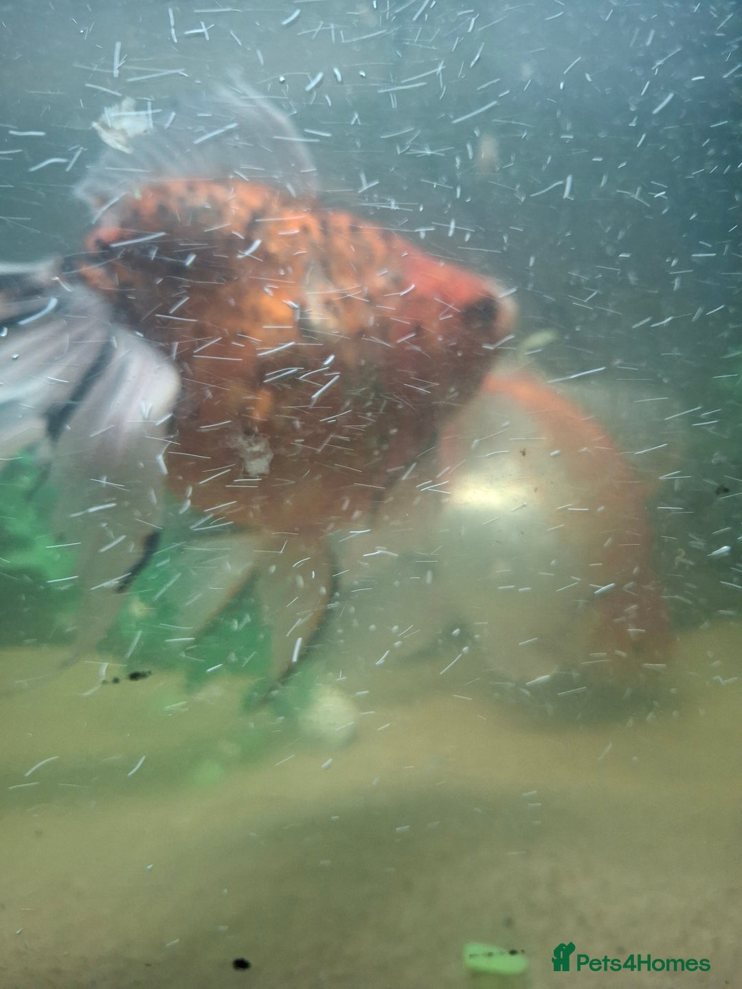 Fancy Goldfish fish for sale: Two large fantail fancy goldfish - Advert 7