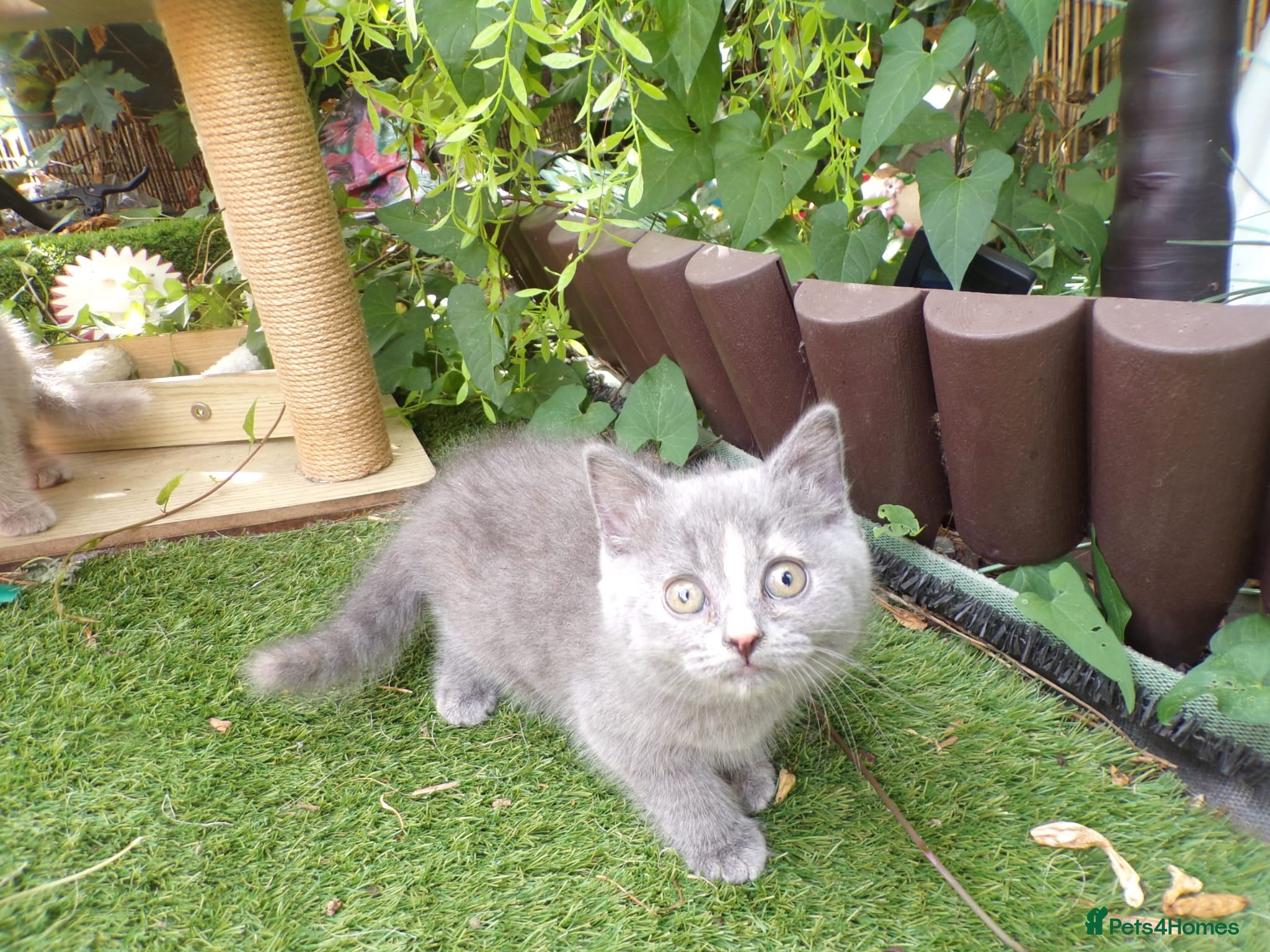 British Shorthair cats 💜 Precious Litter Of BSH Kittens 💜 - Advert 2