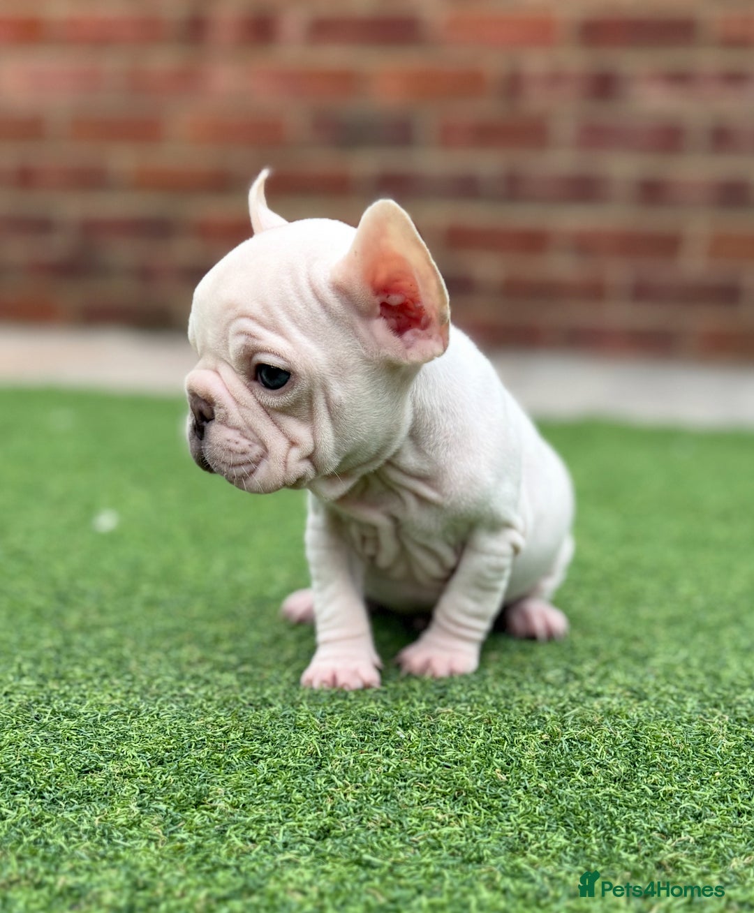 French Bulldog dogs for sale: Beautiful pups- Ready to leave 🏡 - Image 7