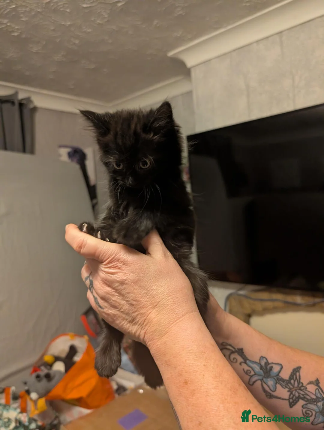 Mixed Breed cats for sale: 2 Lovely mixed breed kittens for sale in Scunthorpe - Advert 5