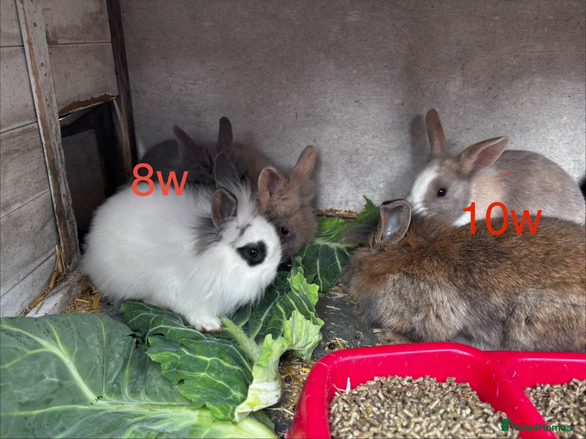 Mini Lion Lop rabbits 7 Beautiful Mini Lionhead Lops £40 Each - Advert 1