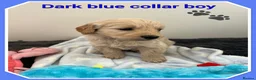 Mini Goldendoodle dogs for sale:  VETCHECKED✅STUNNING F1 MINIATURE GOLDENDOODLES 🐶 - Advert 7