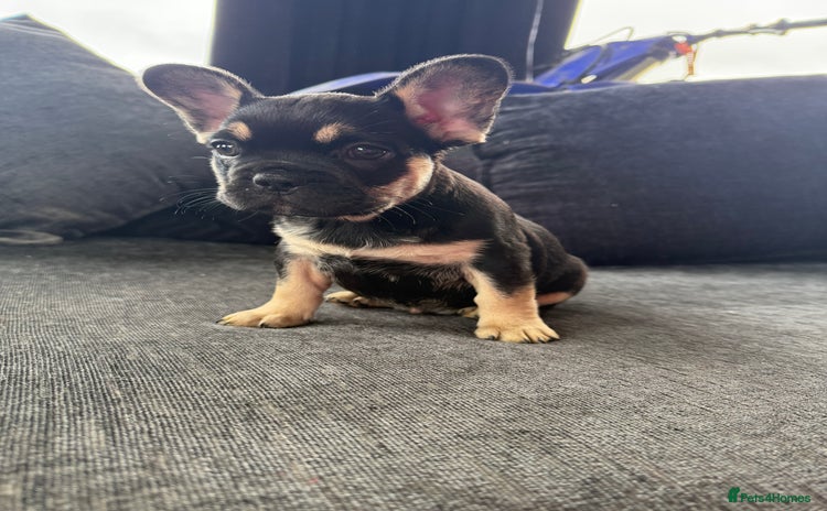 French Bulldog dogs - Advert 17