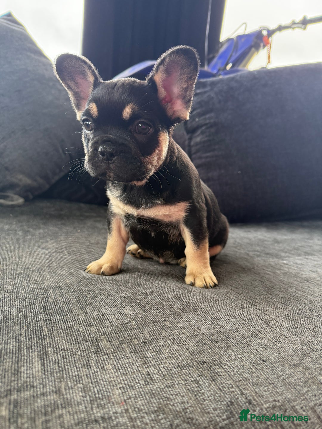 French Bulldog dogs for sale: French bulldog puppies  - Image 1