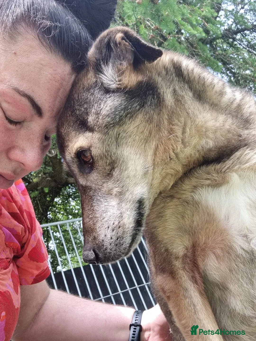 Mixed Breed dogs for adoption: Iza - looking for a family of her own in Ayr - Advert 10