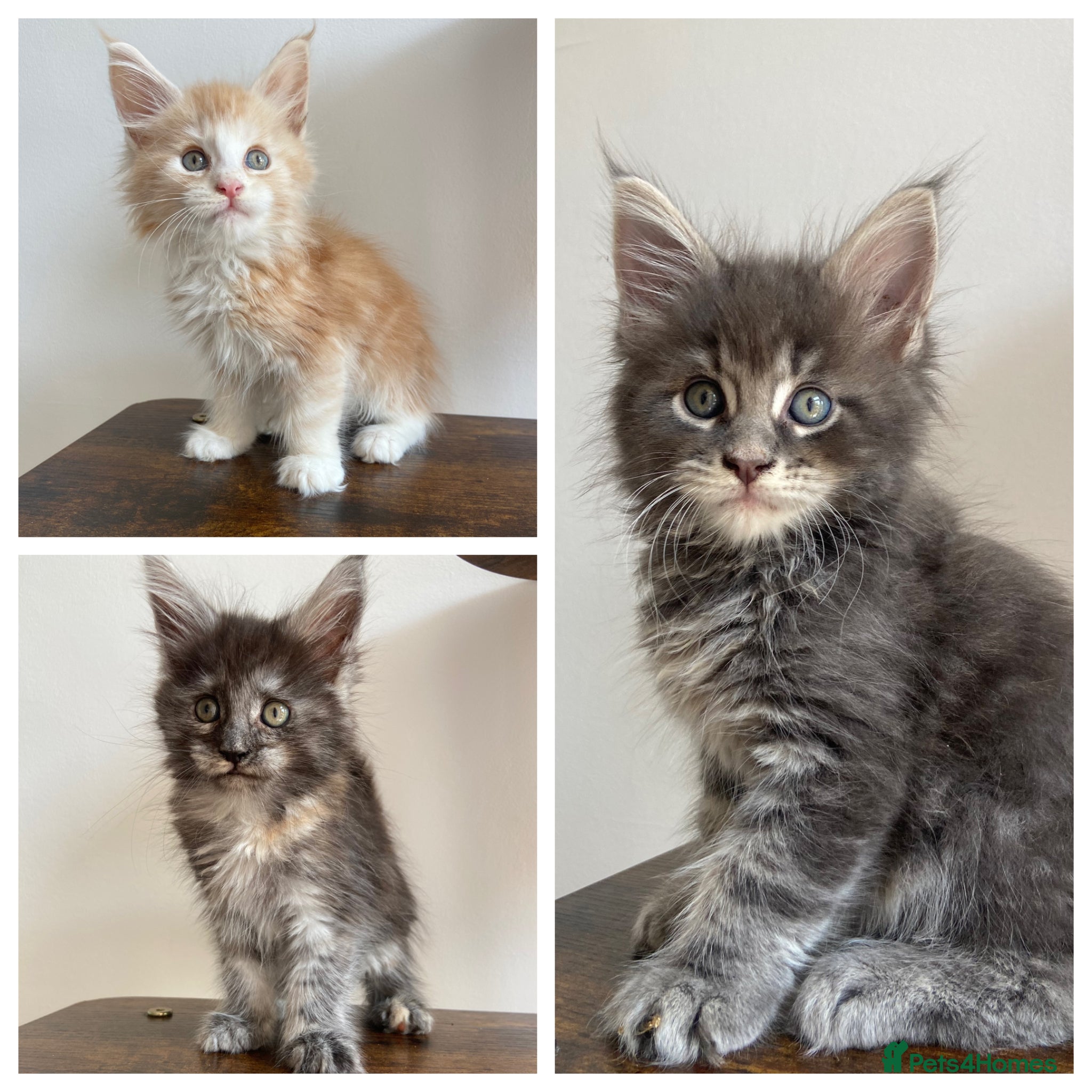 Maine Coon cats GCCF Maine Coon kittens  - Advert 4