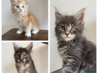 Maine Coon cats GCCF Maine Coon kittens - Advert 4