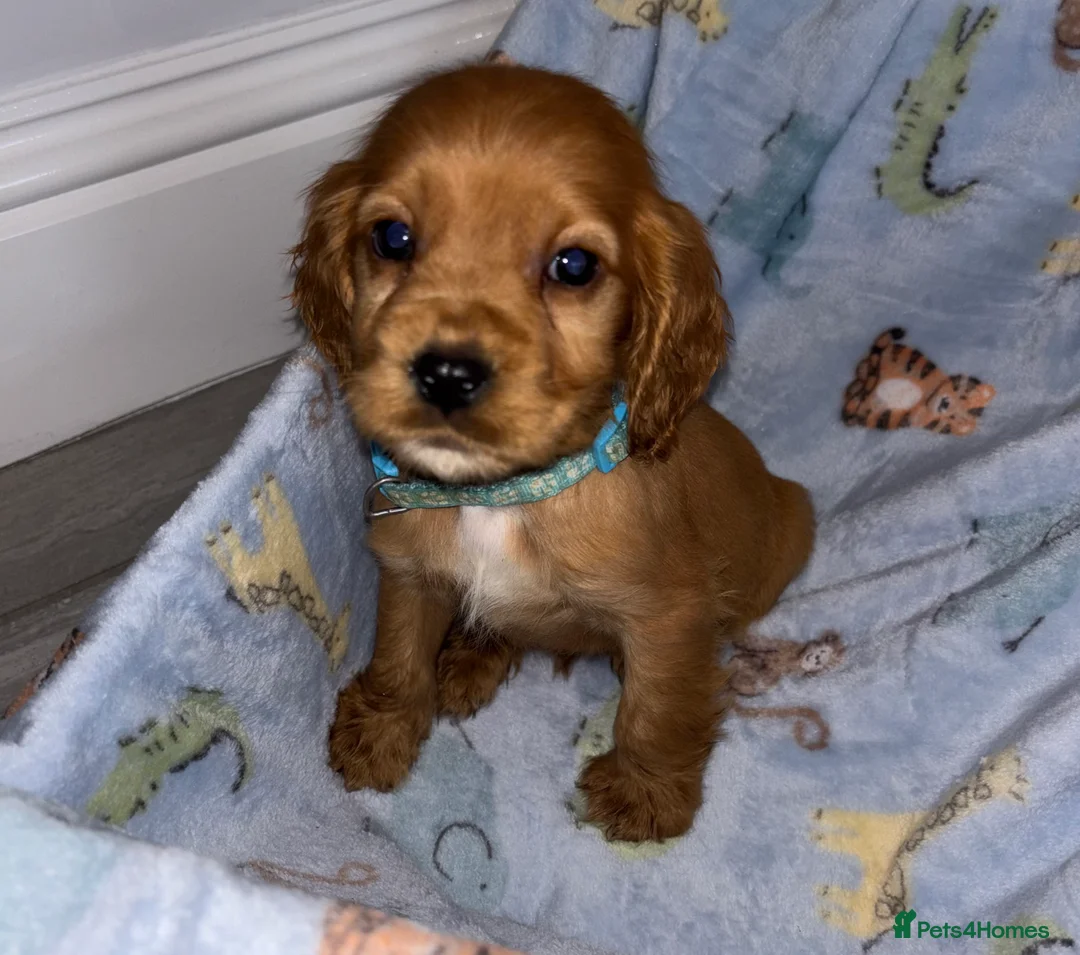 Cocker Spaniel dogs for sale: Lucy’s Amazing Puppy’s  - Advert 7