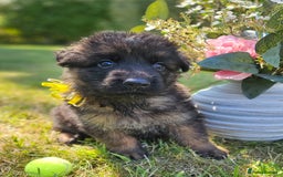 German Shepherd dogs for sale: Long haired straight backed German Shepherd pups. - Image 6