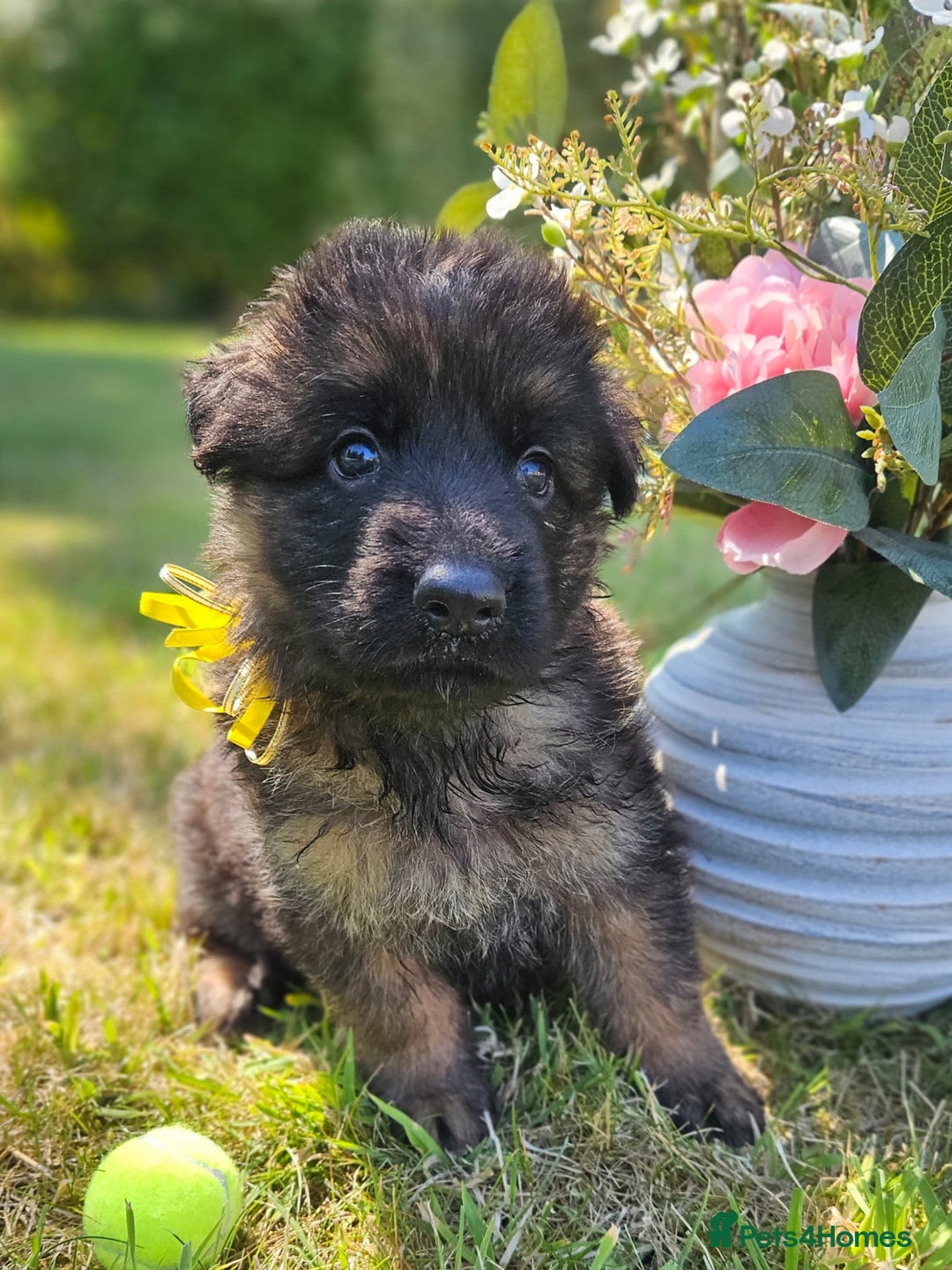 German Shepherd dogs for sale: Long haired straight backed German Shepherd pups. - Image 6