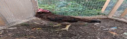 Hens poultry for sale: Pure Aseel Chickens –Cocks, Hens & Pairs Available - Advert 6