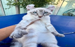 Bengal cats for sale: Stunning rare female  - Image 7
