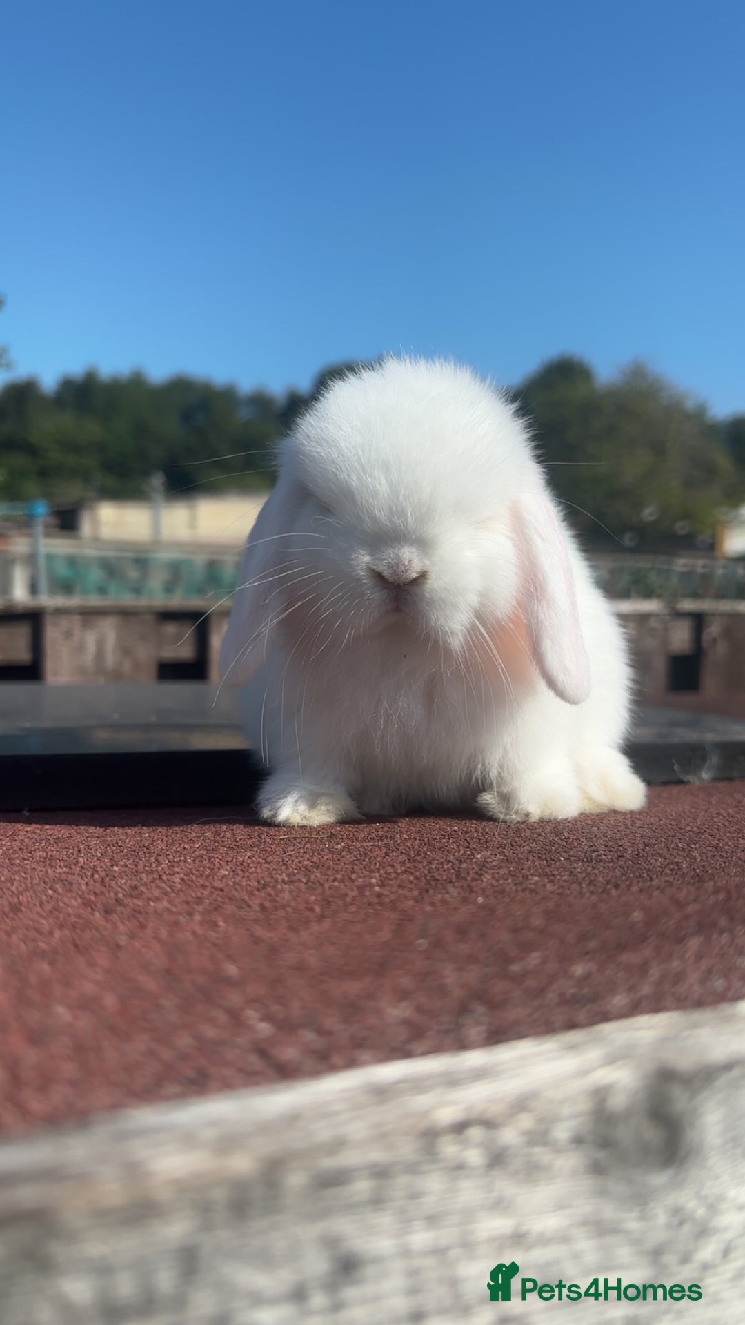 Mini Lop rabbits for sale: Pure Mini Lop Rabbits for sale - Image 3