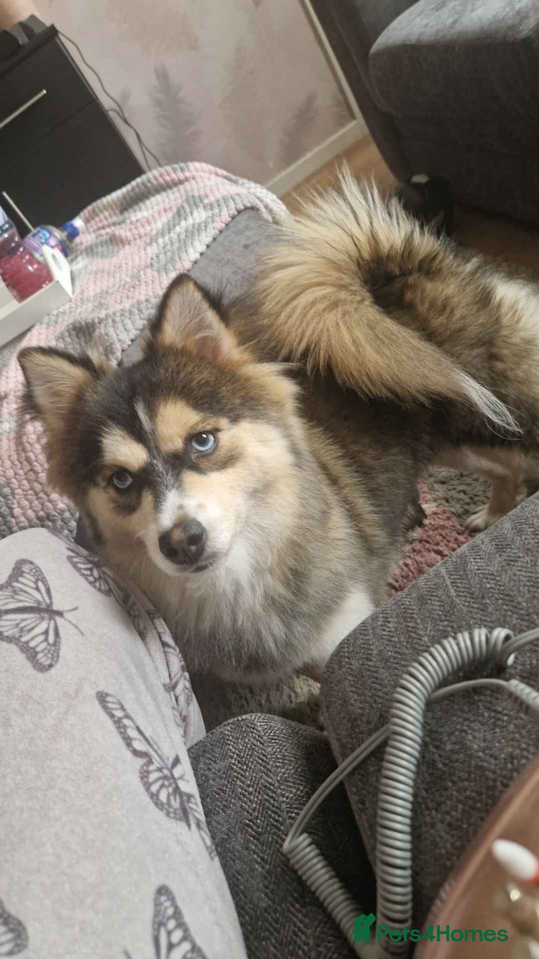 Pomsky dogs for sale: Little guy looking his forever home - Advert 3