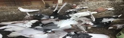 Pigeons birds for sale: Roller pigeons  in Hartlepool - Advert 6