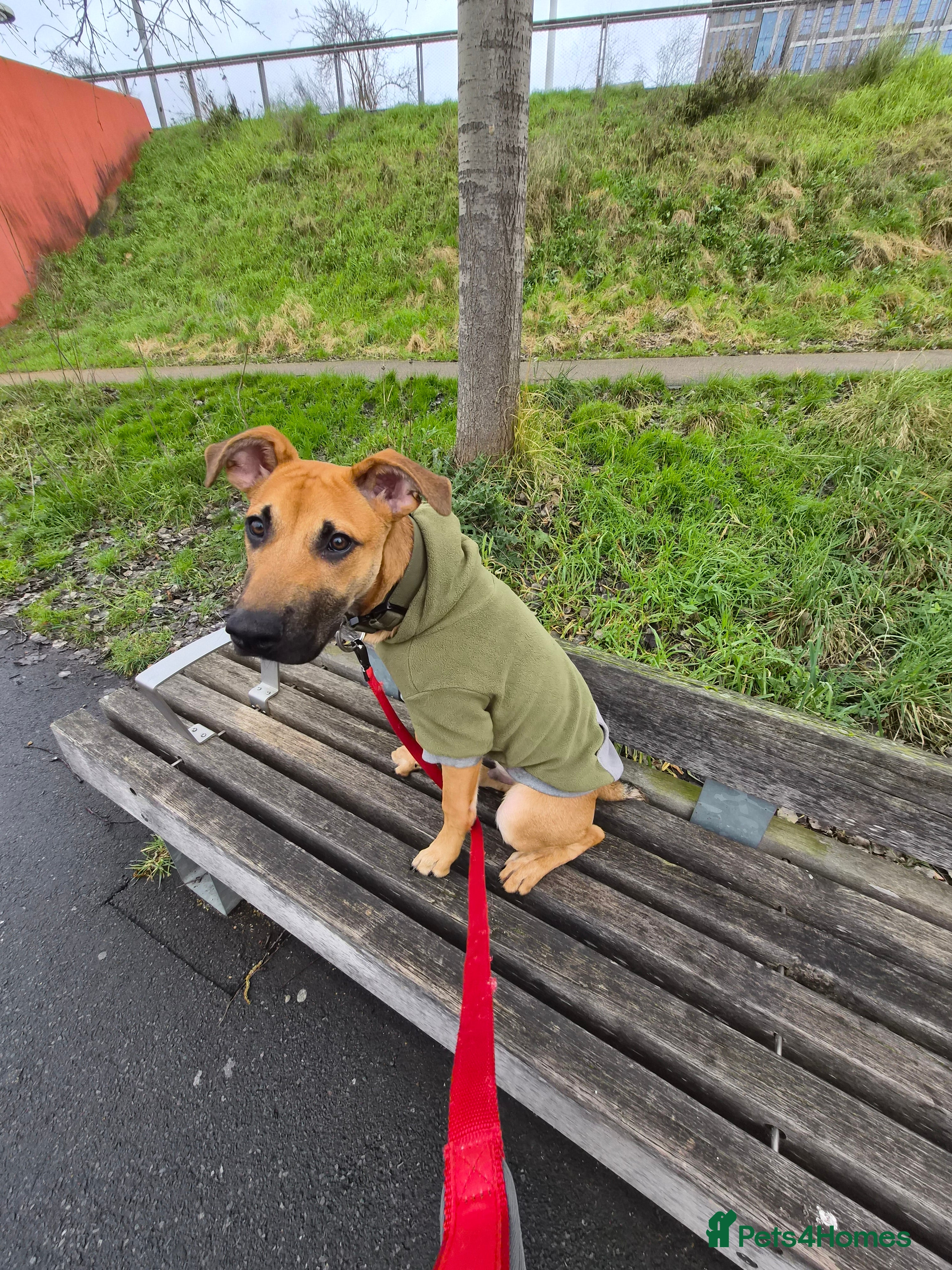 Mixed Breed dogs Bambi - Advert 1