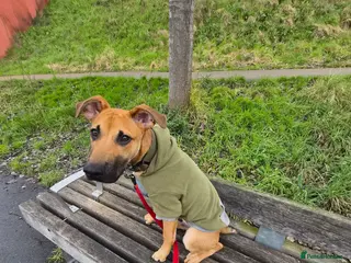 Mixed Breed dogs Bambi - Advert 1