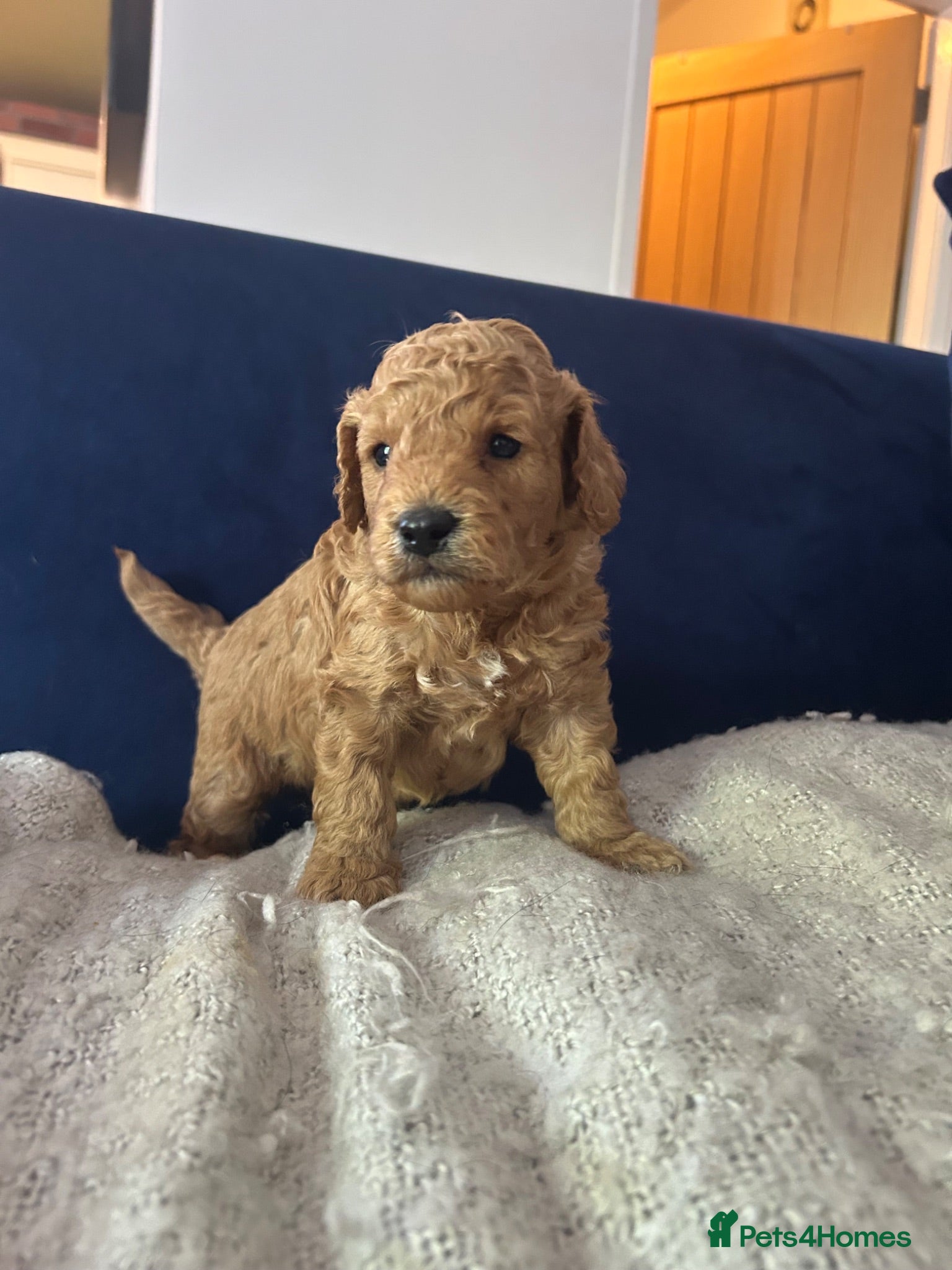 Cockapoo dogs Beautiful Cockapoo Puppies  - Advert 6