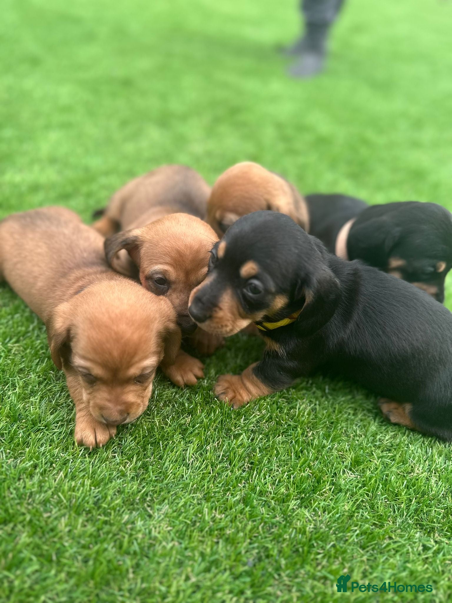 Miniature Dachshund dogs Beautiful Dachshund Puppies - Advert 12