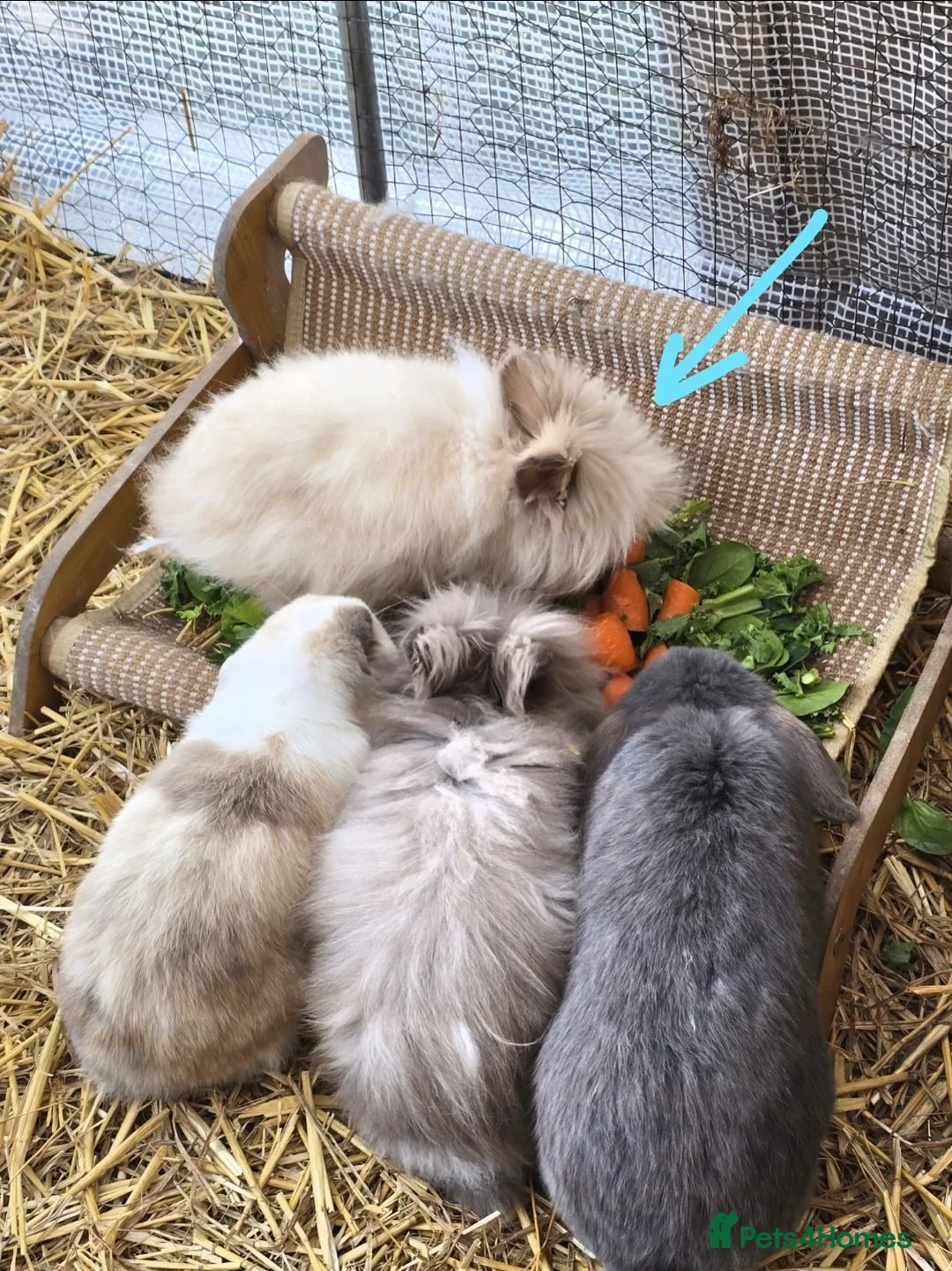 Lionhead rabbits for sale: Mini double maned lion head - Advert 2