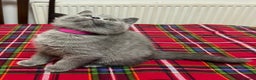 British Shorthair cats for sale: !!! Pure Blood Champions Pedigree BSH Kittens!!! - Advert 7
