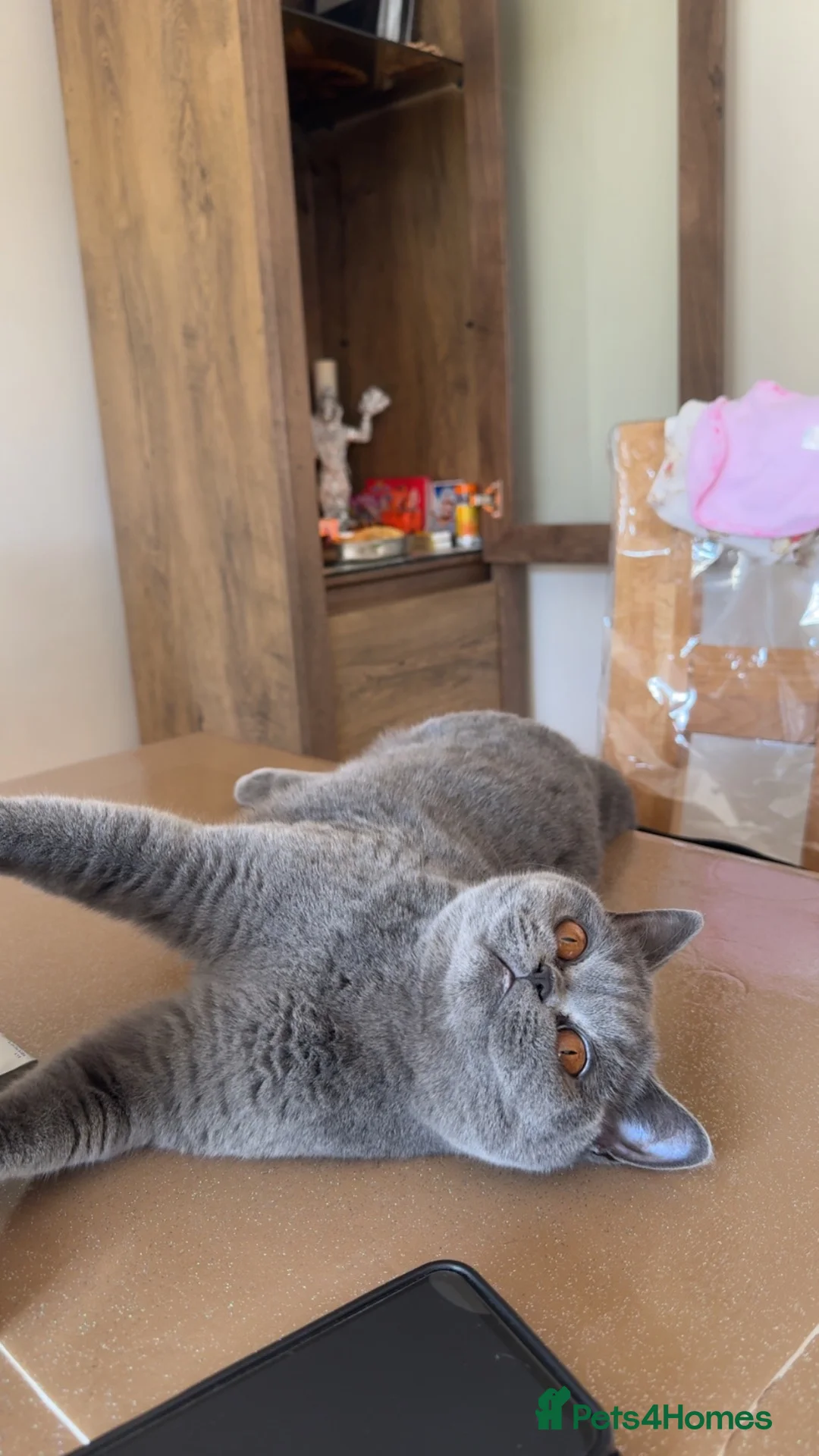 British Shorthair cats for sale: Grey British Shorthair Cat - Advert 1