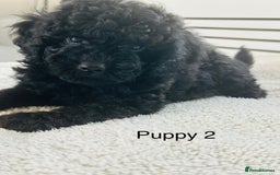 Toy Poodle dogs for sale: Pure Black Toy Poodles Puppies £700  - Image 10