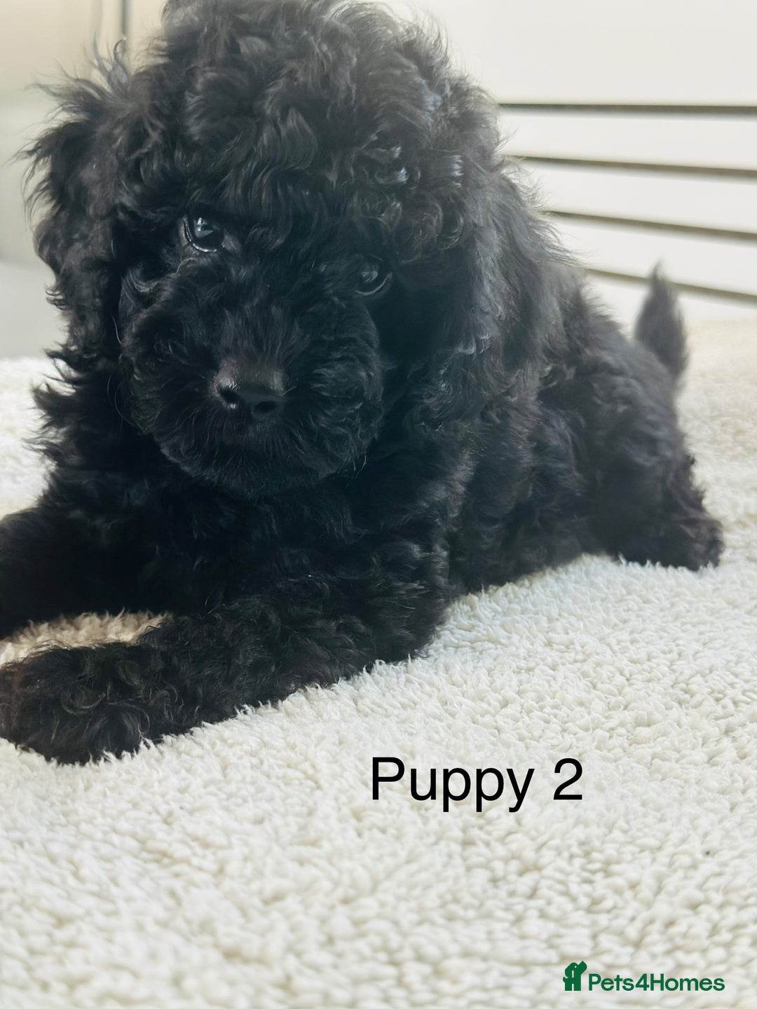Toy Poodle dogs for sale: Pure Black Toy Poodles Puppies £700  - Image 10