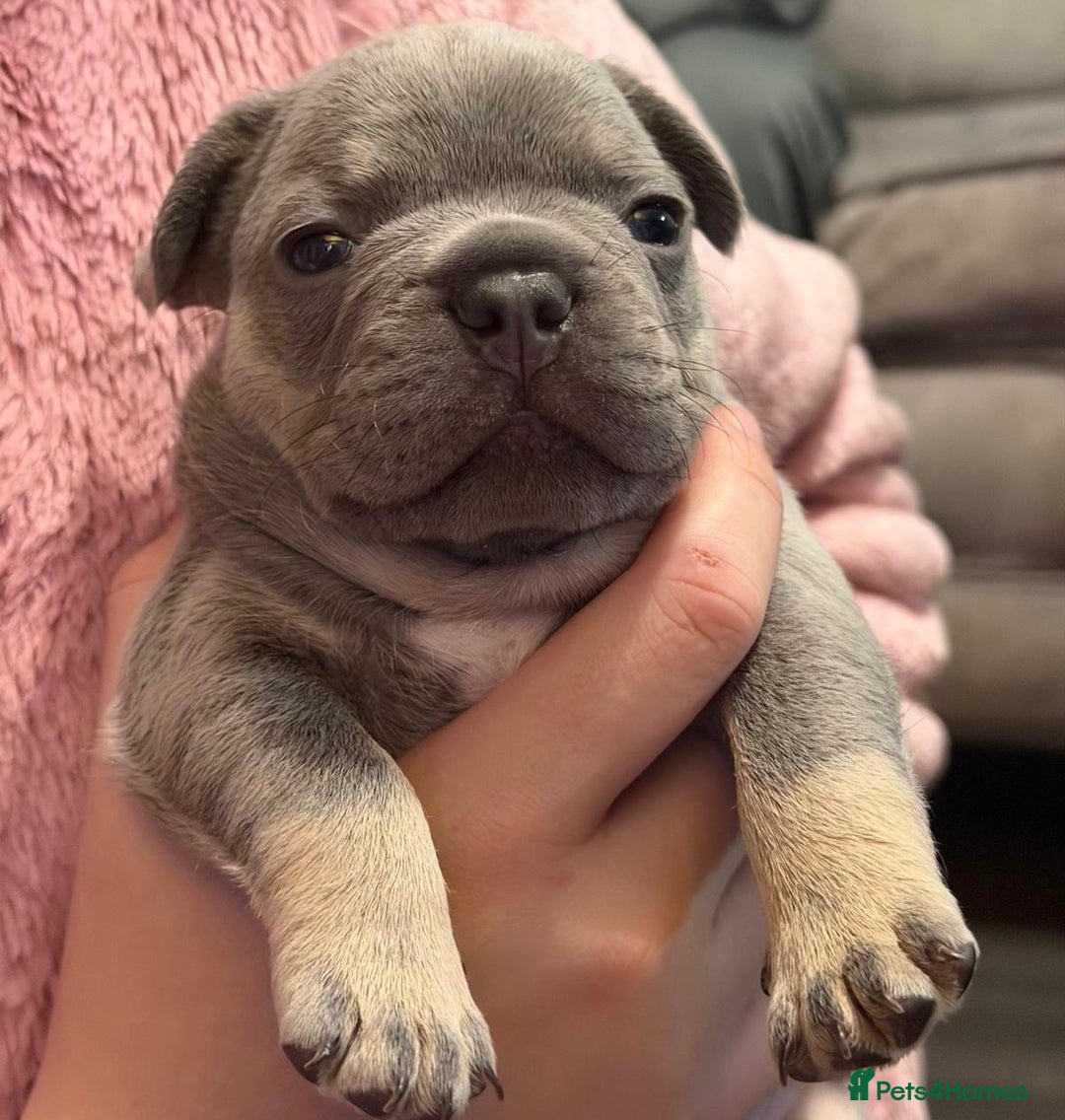 French Bulldog dogs for sale: French bulldog puppies  - Advert 6