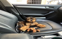 Cockapoo dogs for stud: Miniature Cockapoo Stud Dog - Image 9