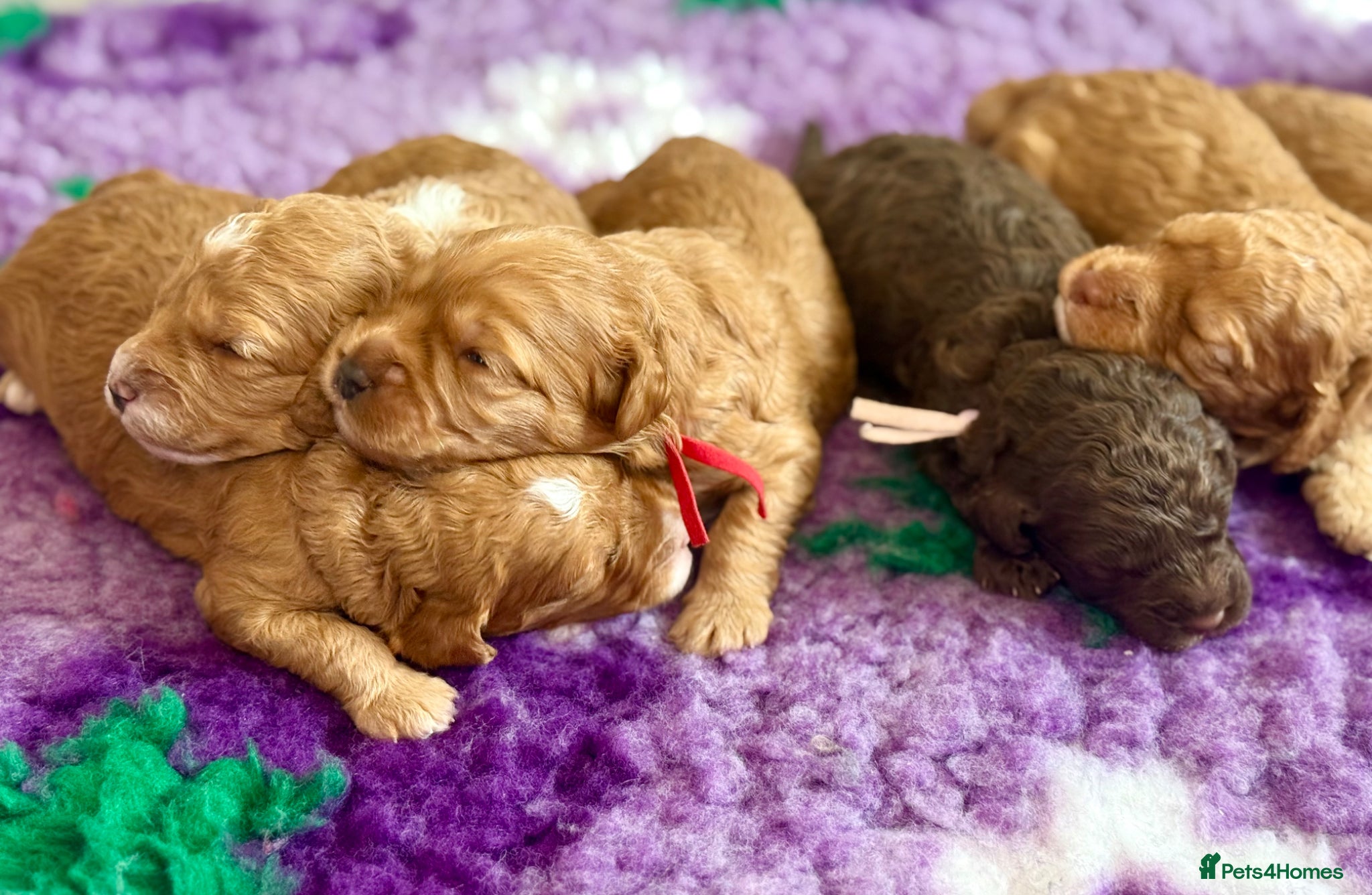 Labradoodle dogs 🐾 Beautiful F1B Miniature Labradoodle Puppies 🐾 - Advert 1