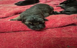 German Shepherd dogs for sale: German shepard puppies - Image 8