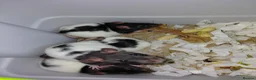 Rat rodents for sale: n 5 black with patch white belly and 5 girls left - Advert 31