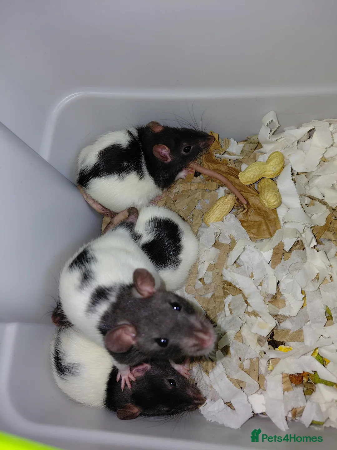 Rat rodents for sale: n 5 black with patch white belly and 5 girls left - Advert 31
