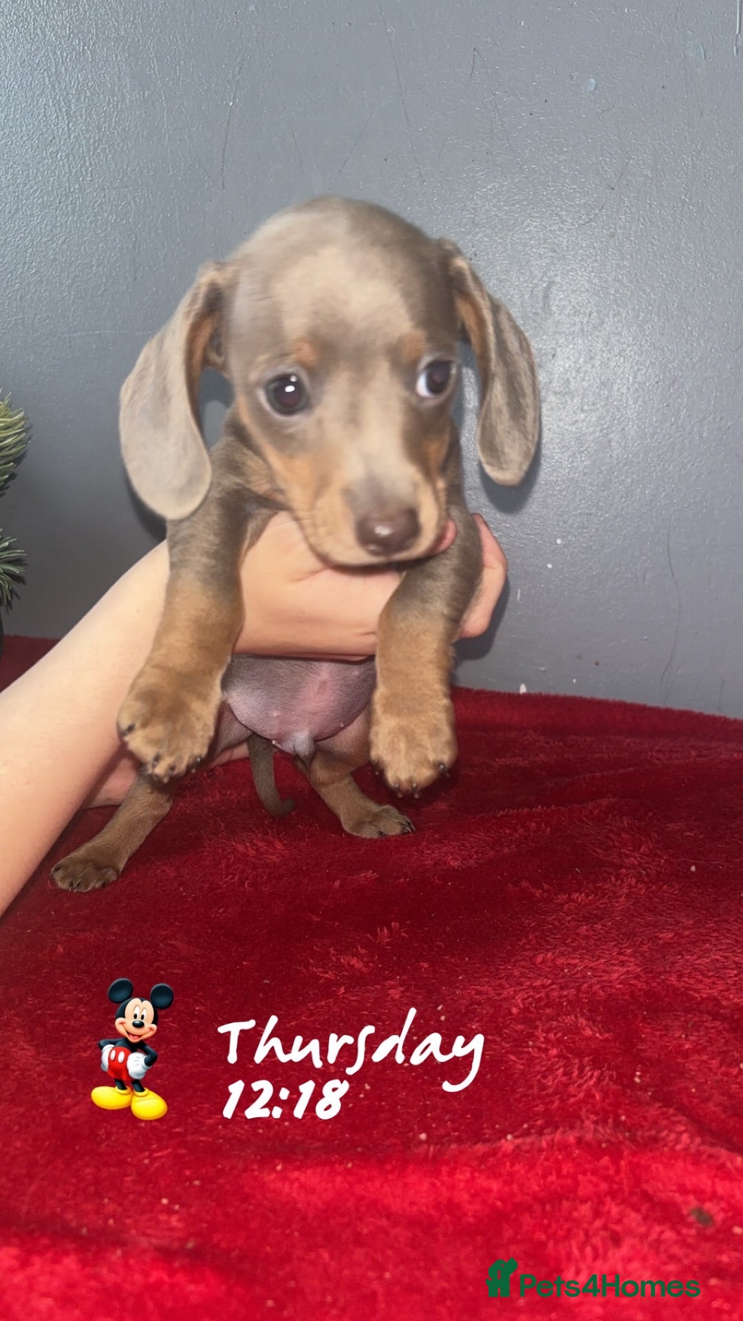 Dachshund dogs for sale: Miniature dachshund puppies for sale  - Advert 15