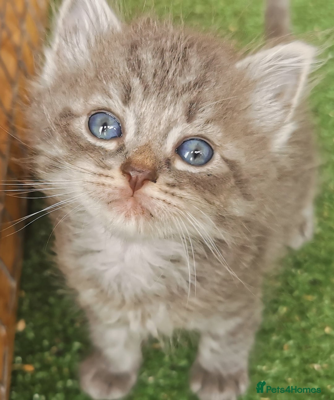 Siberian cats for sale: Registered, Unique Siberian kittens  - Image 8