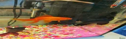 Goldfish fish for sale: Goldfish , Veiltail , Fancy, Telescope black in Glasgow - Advert 39