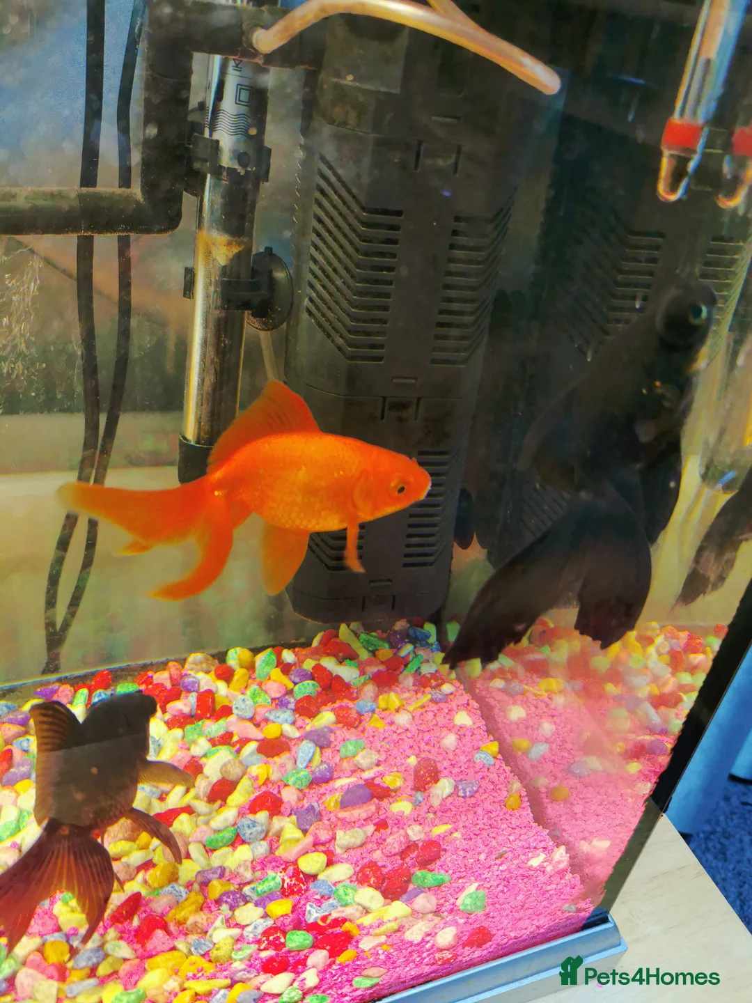 Goldfish fish for sale: Goldfish , Veiltail , Fancy, Telescope black in Glasgow - Advert 39