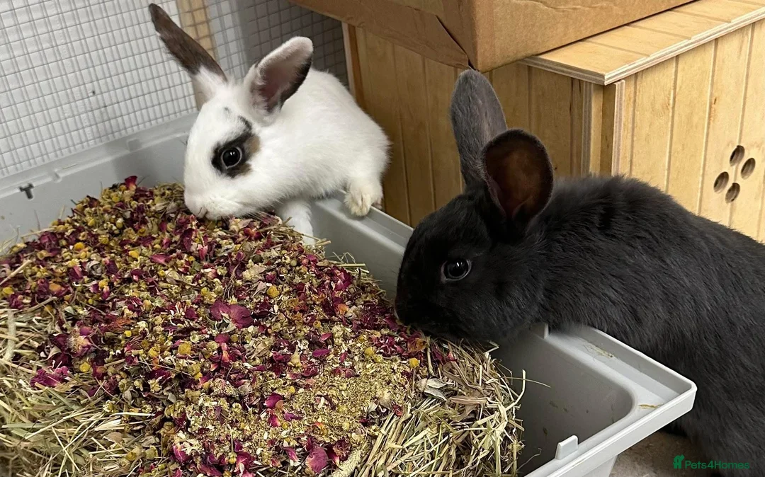 Rex rabbits for sale: Two female rabbits  in Dover - Advert 1