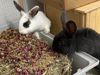 Rex rabbits Two female rabbits in Dover - Advert 11