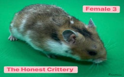 Hamster rodents for sale: Syrian Hamsters - Image 4