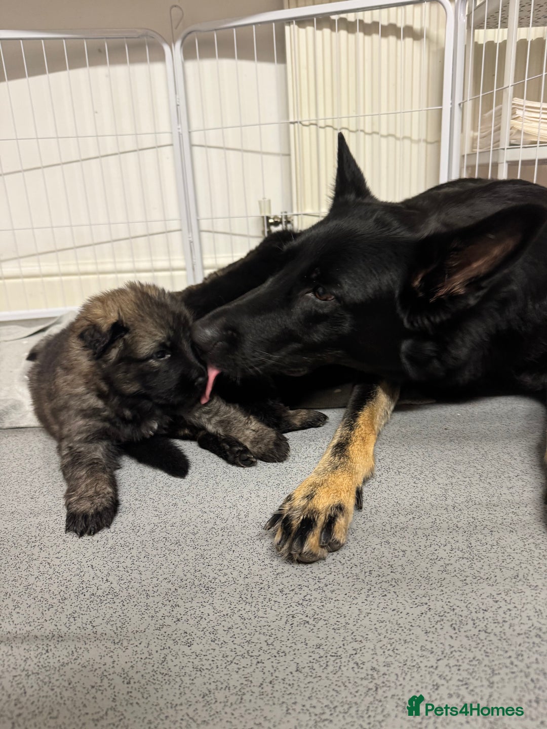 German Shepherd dogs for sale: Last female - Image 5