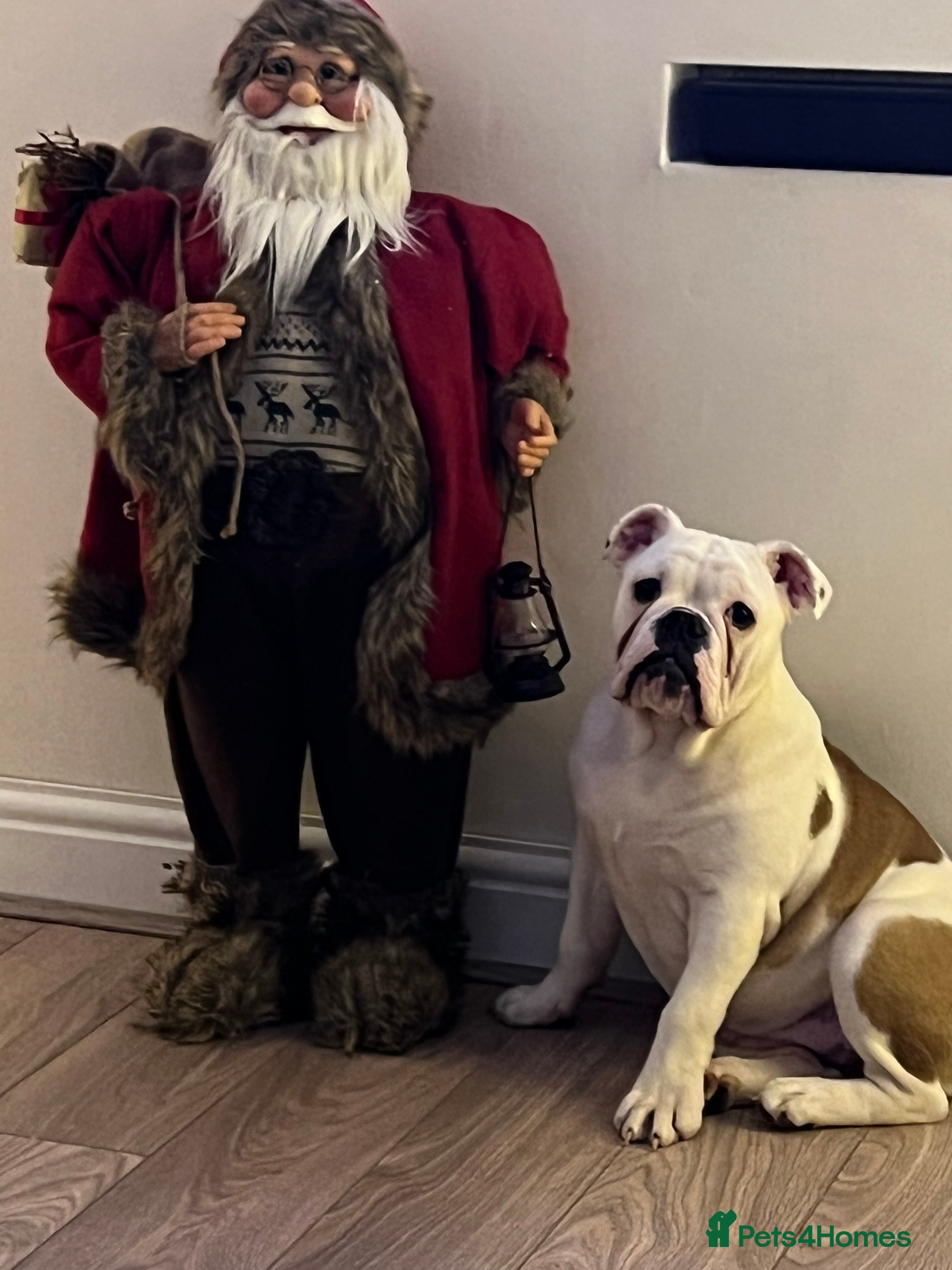 English Bulldog dogs British bulldog ,full pedigree & kcregistered - Advert 2