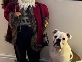 English Bulldog dogs British bulldog ,full pedigree & kcregistered - Advert 2